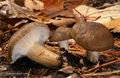 Hygrophorus camarophyllus